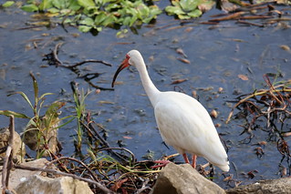 White Ibis at Kissimmee Lakefront Park (Kissimmee, Florida) - July 4th, 2023