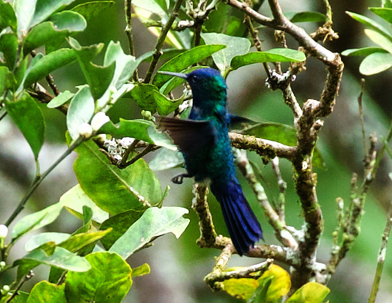 Blue-headed Hummingbird_Riccordia bicolor__Ascanio_Dominica_DZ3A4807
