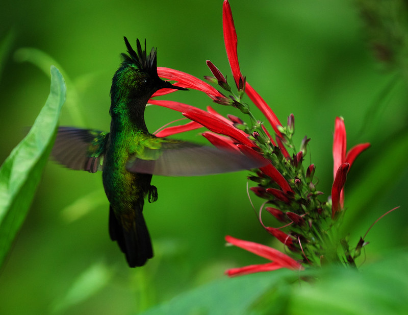 Antillean Crested Hummingbird_Orthorynchus cristatus_Ascanio_Dominica_DZ3A4968