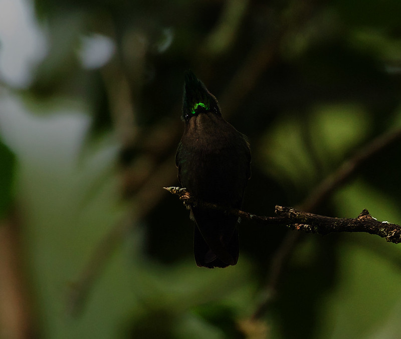 Antillean Crested Hummingbird_Orthorynchus cristatus_Ascanio_Dominica_DZ3A4758