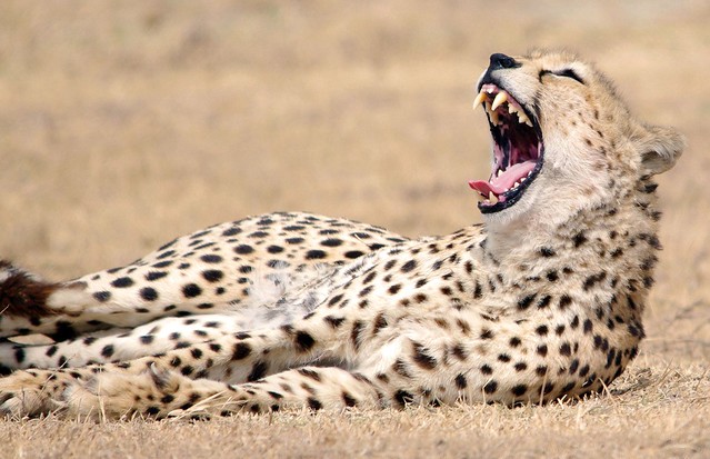 Cheetah Yawning (Acinonyx jubatus)