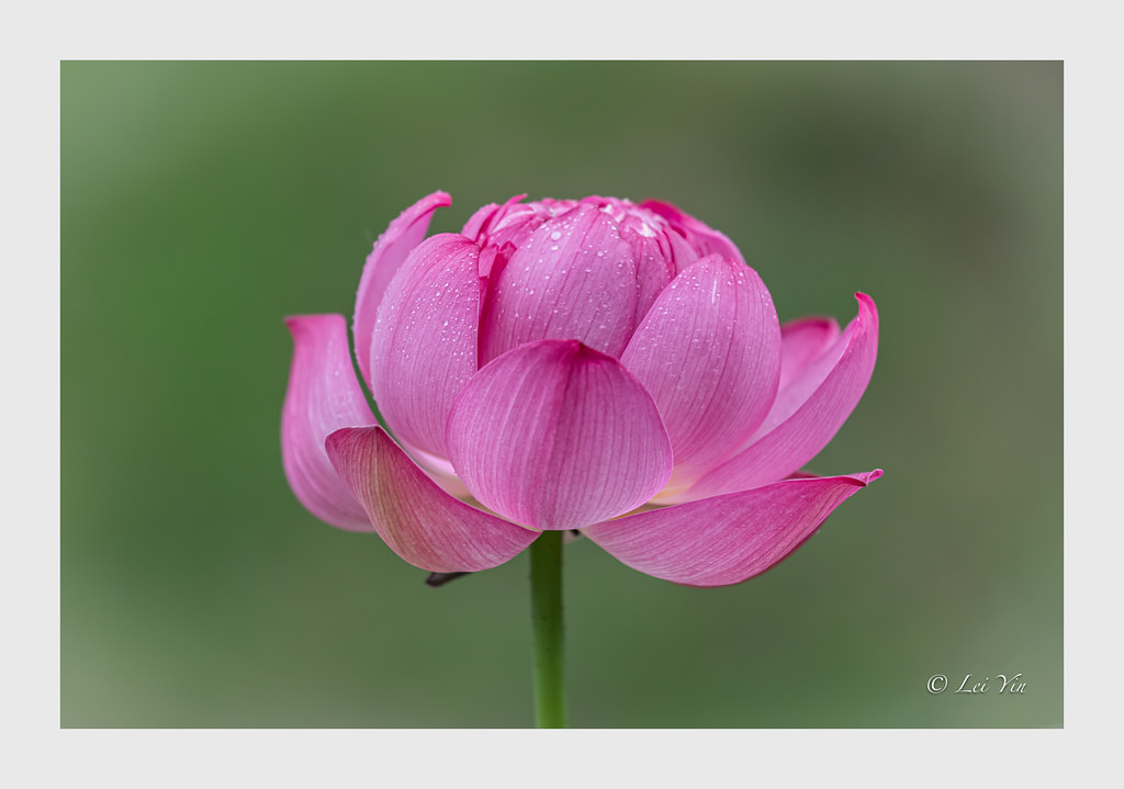 Lotus of Ofuna Botanical Garden