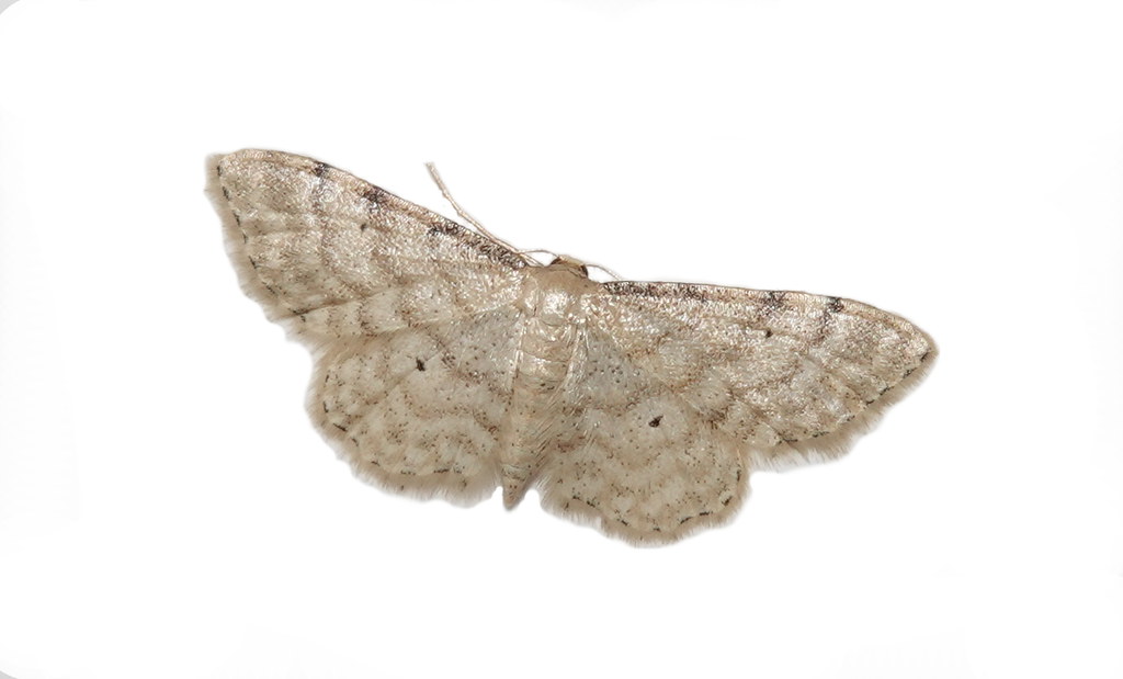 Dwarf Cream Wave Moth (Idaea fuscovenosa) ©