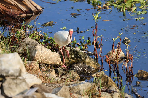 White Ibis at Kissimmee Lakefront Park (Kissimmee, Florida) - July 4th, 2023 by cseeman, Visit to Kissimmee Lakefront Park on the morning of Tuesday July 4th, 2023.  The beautiful park is l