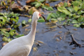 White Ibis at Kissimmee Lakefront Park (Kissimmee, Florida) - July 4th, 2023