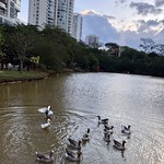 Domestic Geese on parade at the Gramercy Park in Alphaville, Barueri, São Paulo, Brazil
