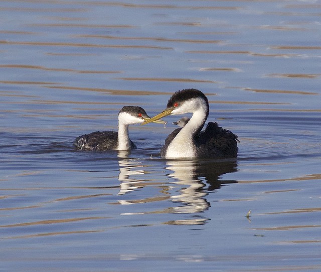 WESTERN GREBES (See more..)