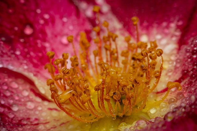 Rose flower inside