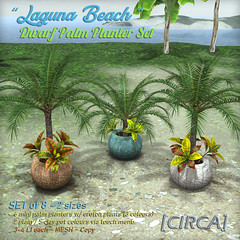 Secret Sale Wknd Deal ! - [CIRCA] - "Laguna Beach" Dwarf Palm Planter Set