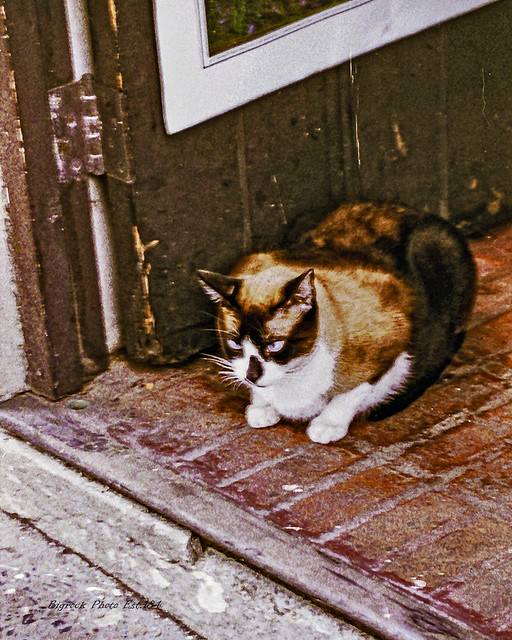 Peurto Rican Street Cat