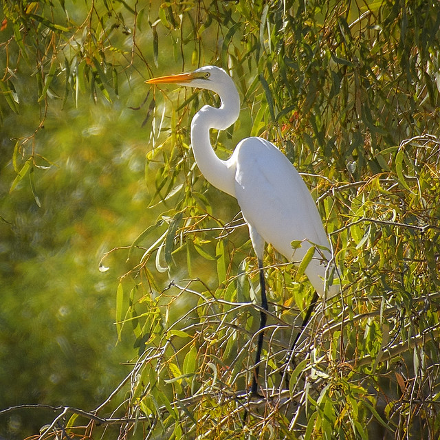 lagoon creek - eastern great egret