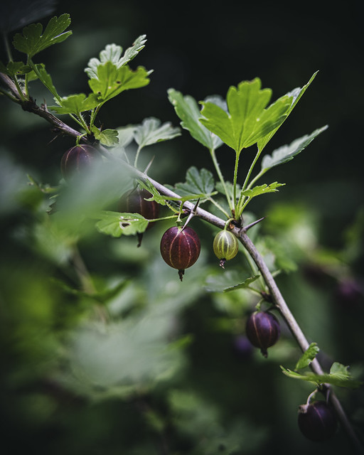 Gooseberries - Stachelbeeren