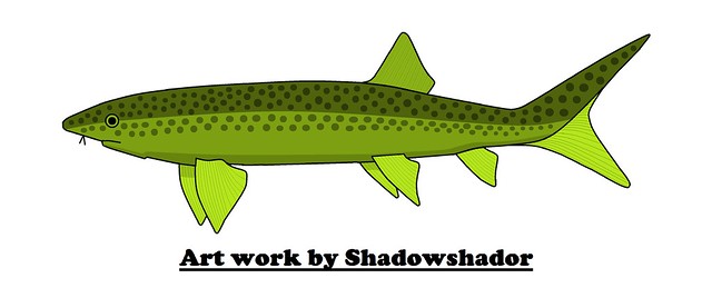 Extinct ray-finned fish (†Chondrosteus acipenseroides)