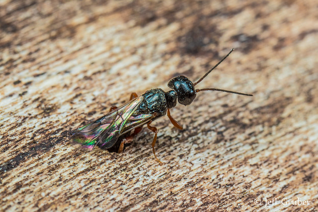 Parasitic Wasp (Vanhornia sp.) ovipositing