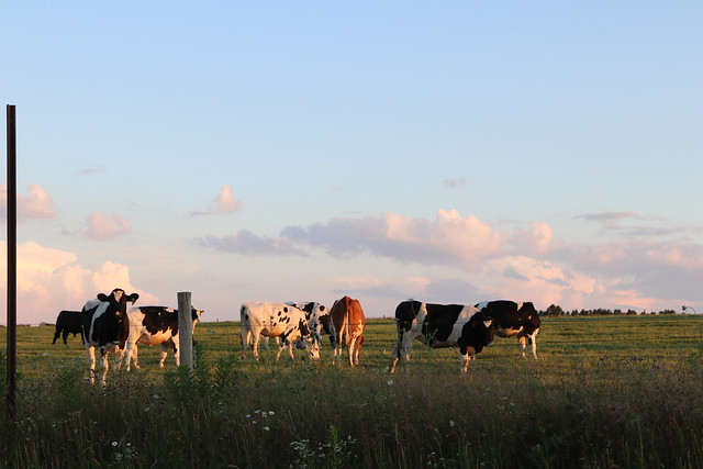 Cows along 285, outside of Conneaut Lake