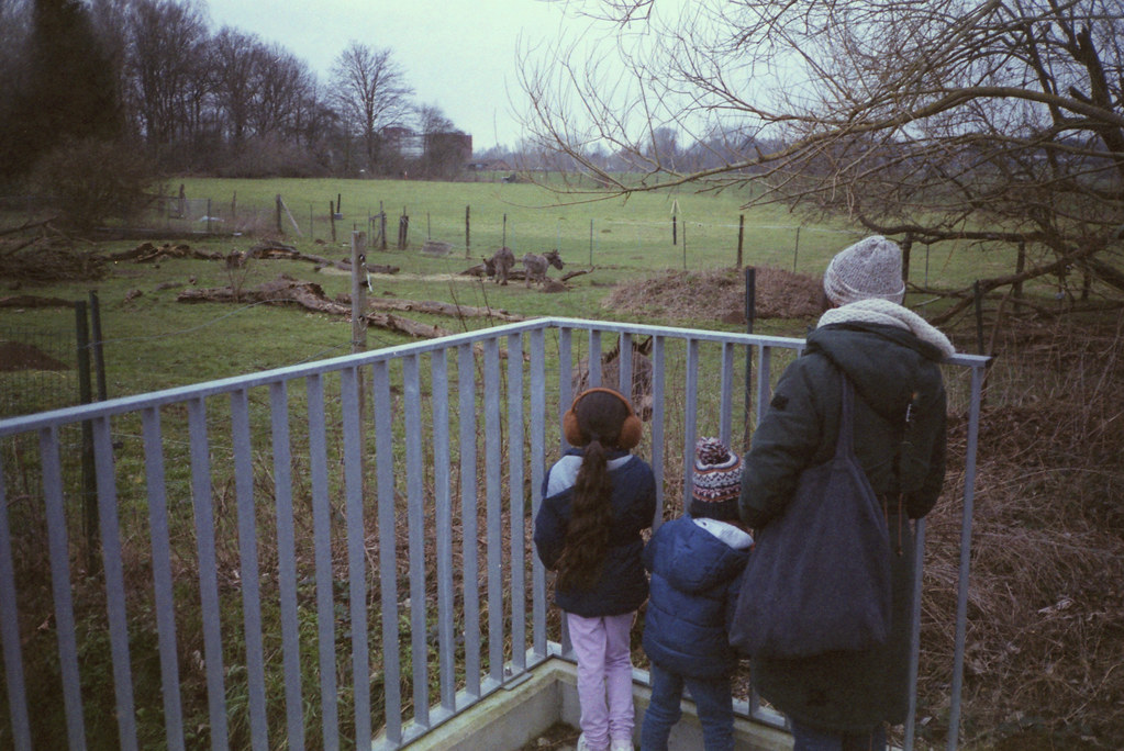 Quick stop to observe some donkeys in a nearby neighborhood. (35mm) | Exp. 01/2005 Agfa HDC Plus 200.