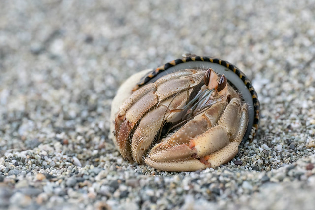 Pacific Hermit Crab