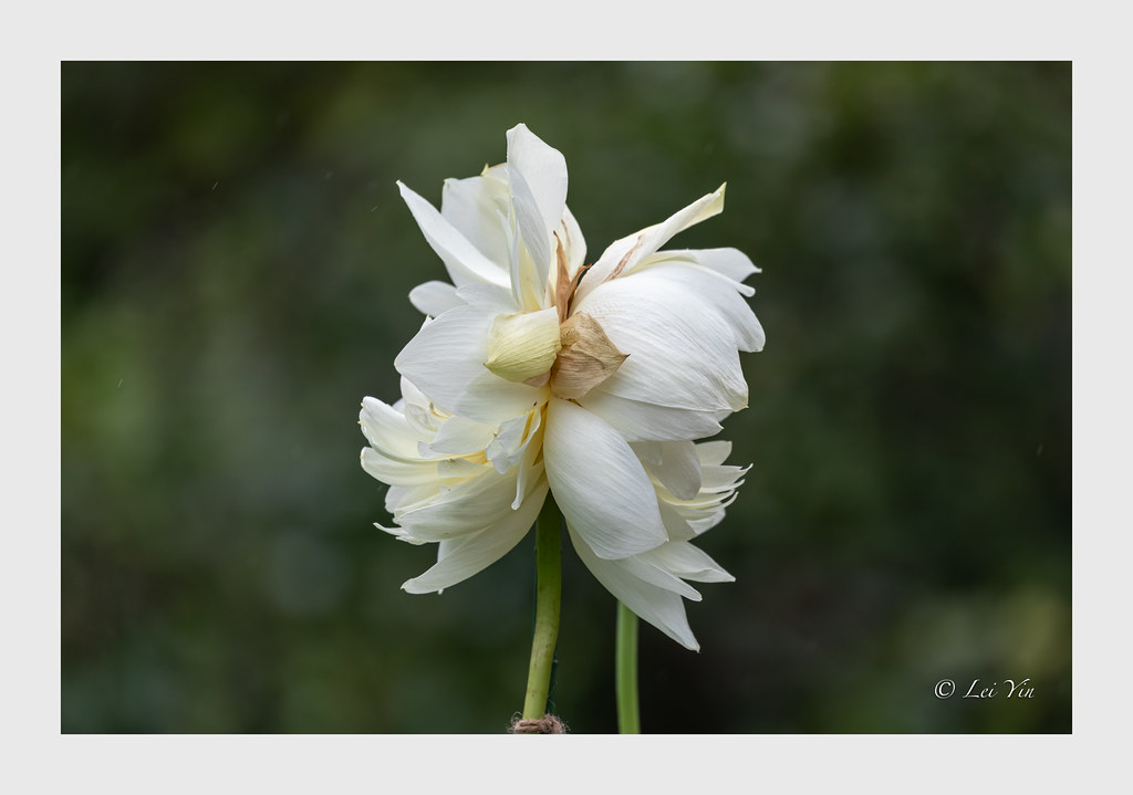 Lotus of Ofuna Botanical Garden