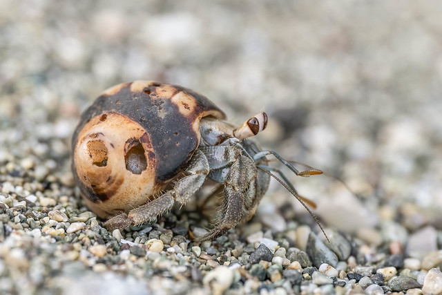 Pacific Hermit Crab
