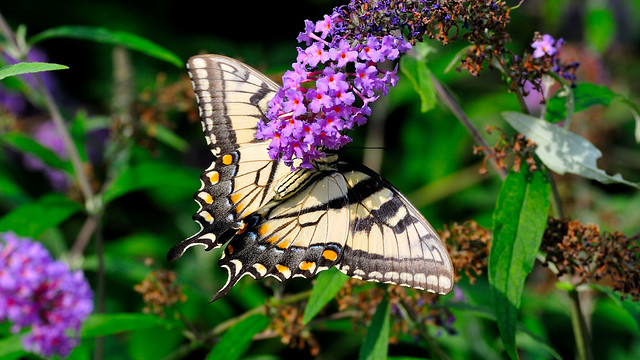 Male Eastern Swallowtail Butterfly
