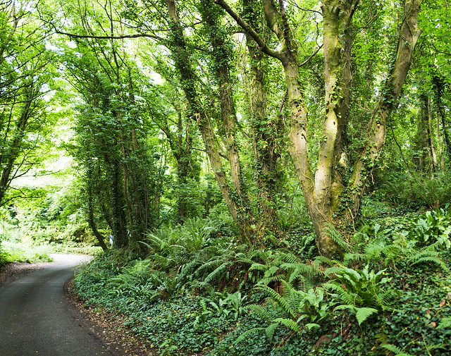 Magical Woods of Pembrokeshire