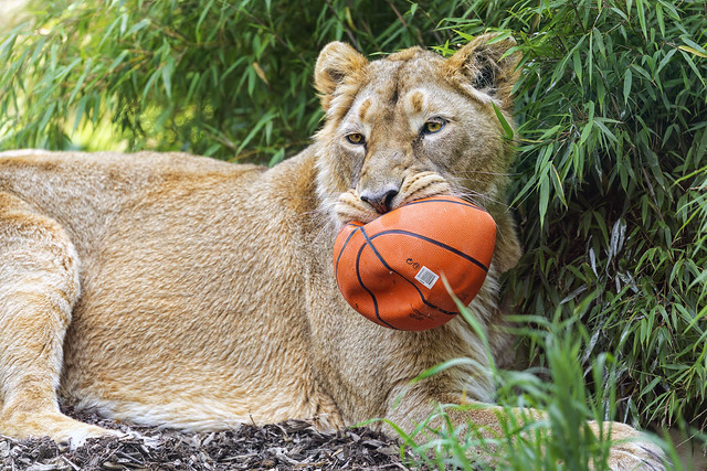 Lioness with ball, again