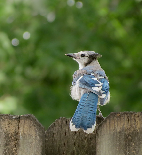 Blue Jay , juvenile