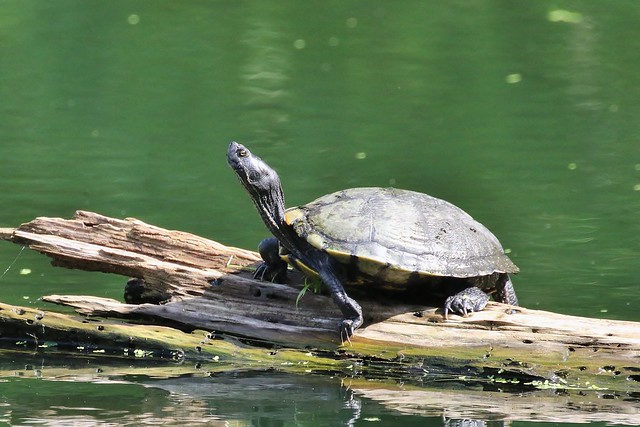 Turtle sp. ~~ Shangri La Gardens & Nature Center (1)