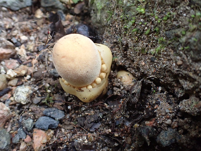 Mushroom Look-a-like in bud