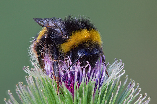 Bumble on a Great Burdock flower