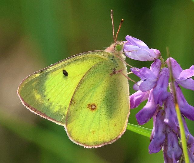 Clouded Sulphur and Cow Vetch (Explored 7/16/23)