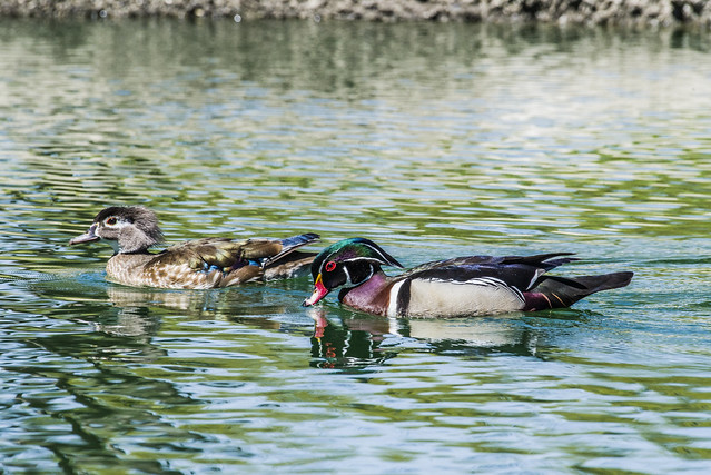 Wood Duck - Plaza Park - Visalia, Ca.