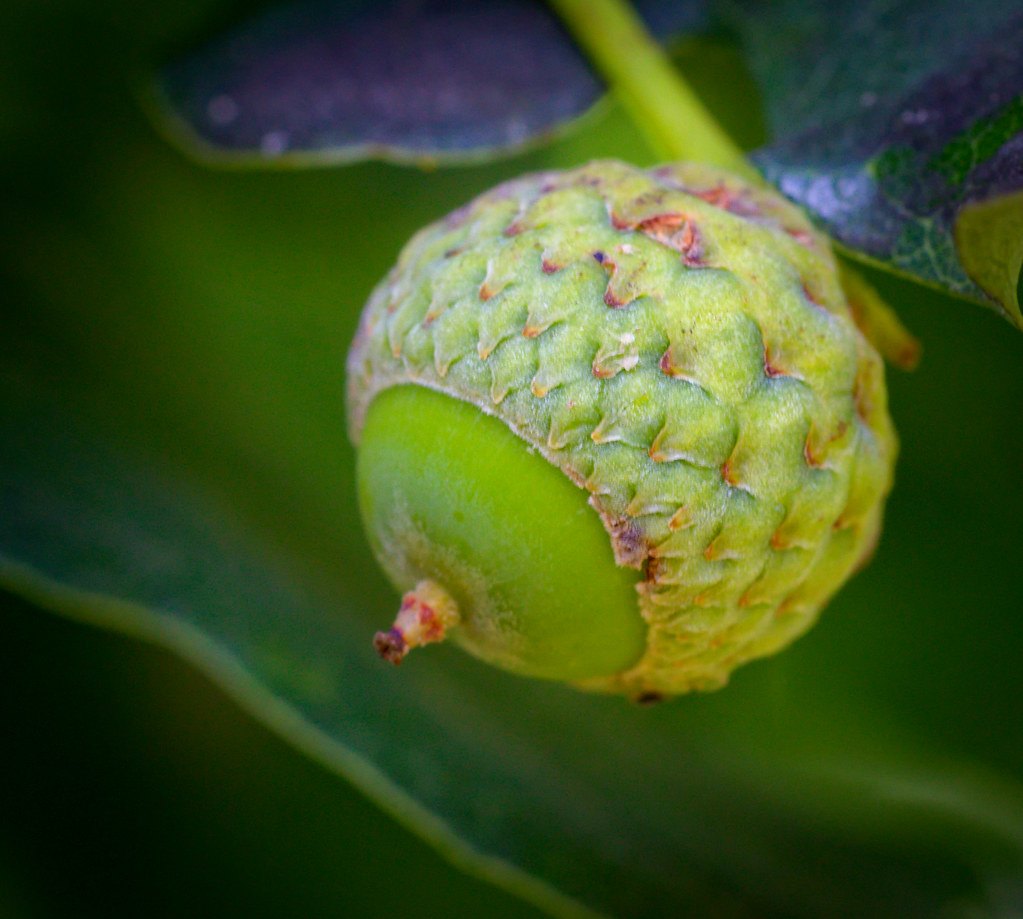 Young acorn
