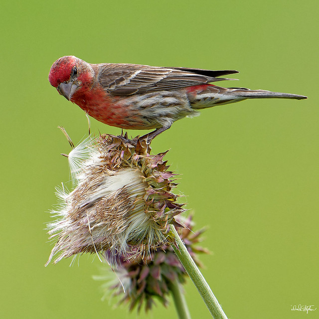 House Finch Poses On Thistle