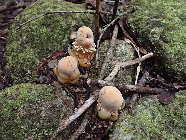 Funky Fungi Impersonators!