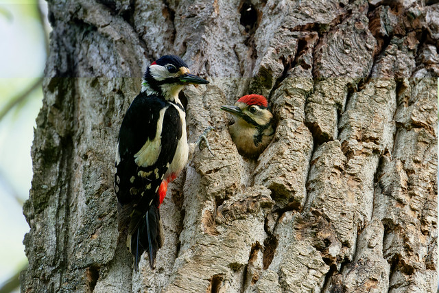 pic épeiche ♂ / great spotted woodpecker 23H_3868