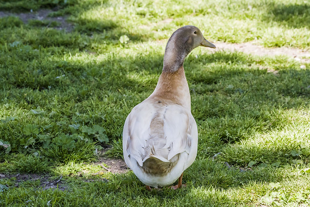Duck - Plaza Park in Visalia, California