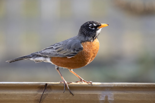 American robin in the late afternoon sun on deck railing