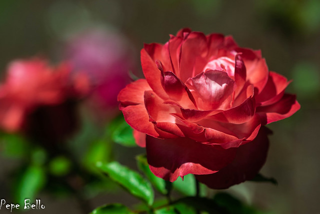Red  rose