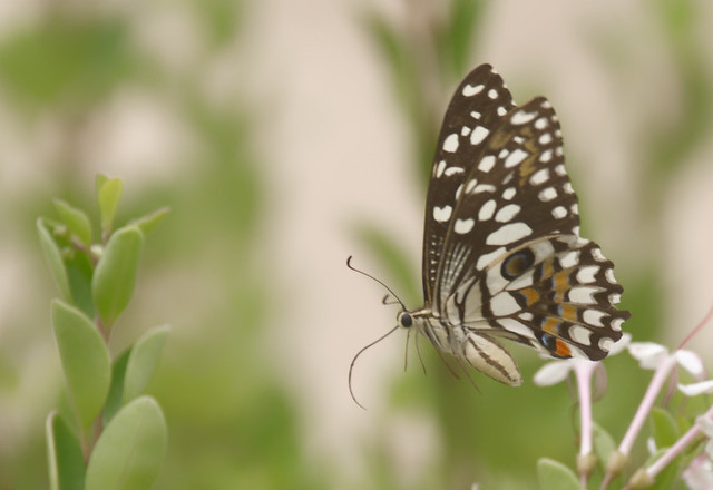 PANA1767 Common Swallowtail