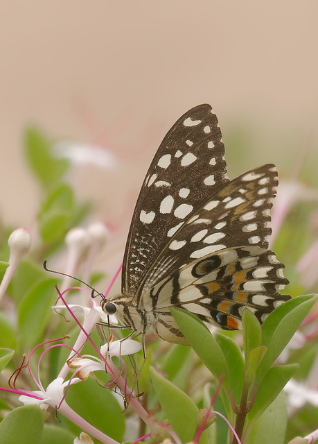 PANA1836 Common Swallowtail