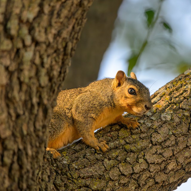 Peek-a-boo Squirrel