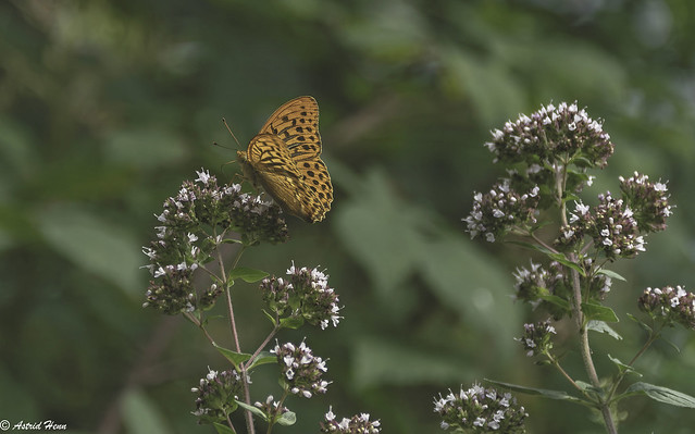 Butterfly on wild oregano