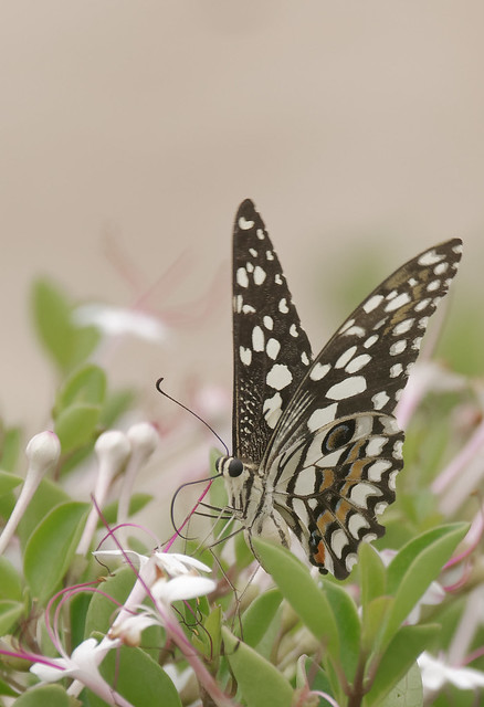 PANA1812 Common Swallowtail
