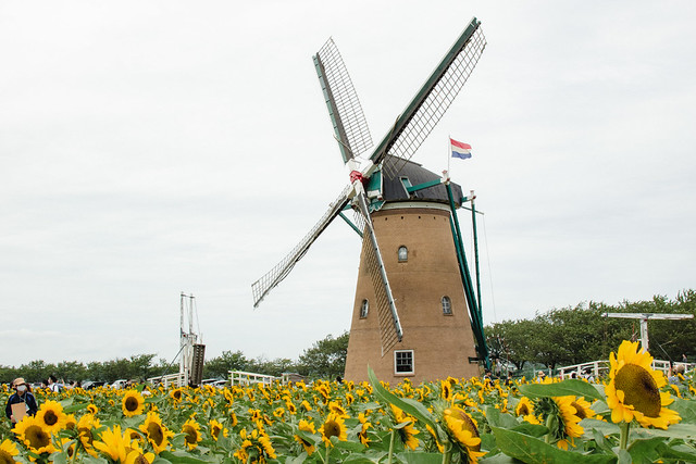 Windmill in a sunflower field