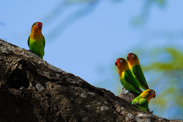 Fischer's Lovebirds