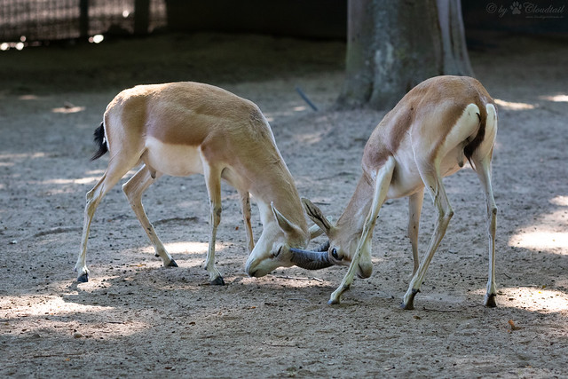 Black-tailed gazelle