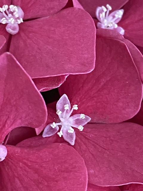 Macro flor Hortensia