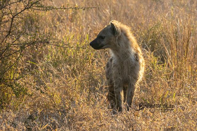 Spotted Hyena, Satara, Kruger National Park, Aug 2022