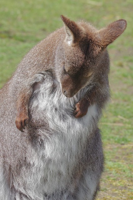 Red-Necked Wallaby - Macropus rufogriseus